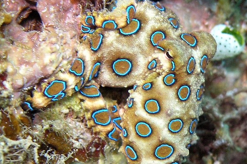 Hapalochlaena (um molusco)