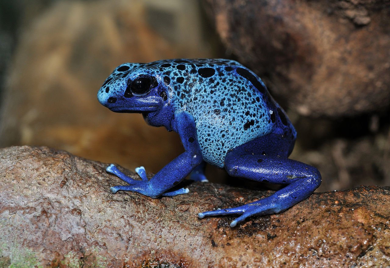 Sapo-boi-azul