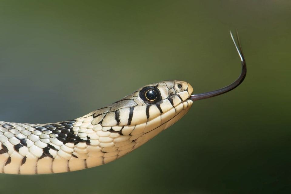 Imagem de 7 pênis extremamente bizarros do mundo animal no megacurioso