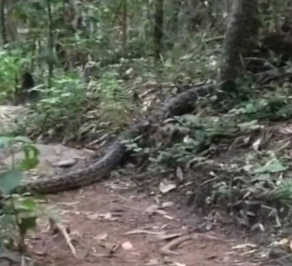 Cobra de cinco metros assusta moradora em parque na Austrália 