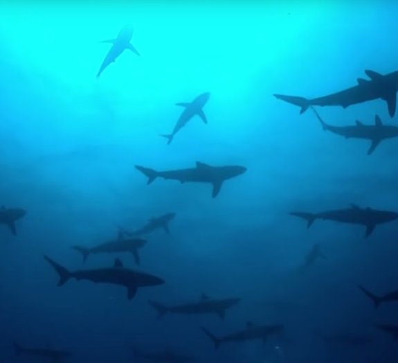 Veja como acontece a caça com grande concentração de tubarões [vídeo]