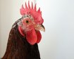 thumb-image-2024-02-29T14:01:16.422Z