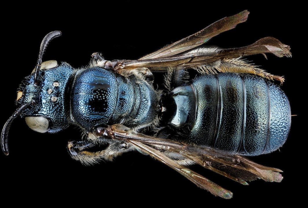 As fotos mais incríveis de insetos em close-up que você já viu