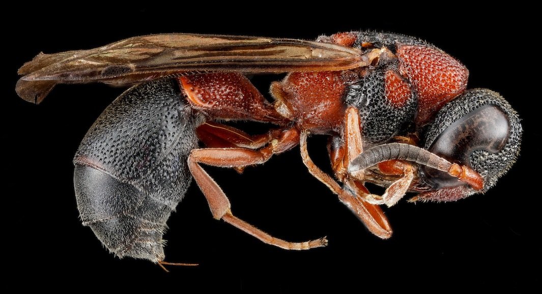 As fotos mais incríveis de insetos em close-up que você já viu