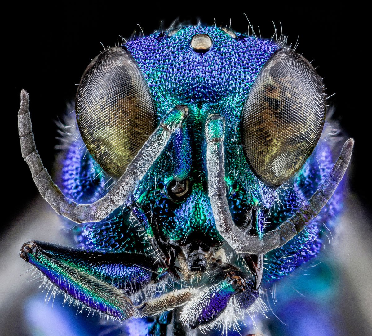As fotos mais incríveis de insetos em close-up que você já viu