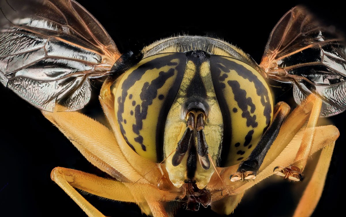 As fotos mais incríveis de insetos em close-up que você já viu