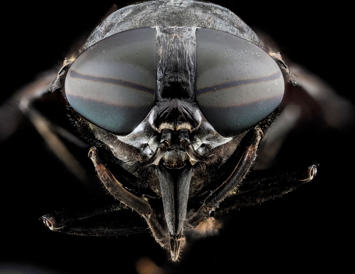 As fotos mais incríveis de insetos em close-up que você já viu