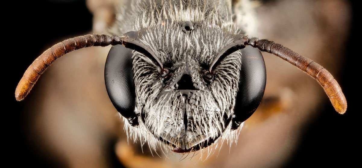 As fotos mais incríveis de insetos em close-up que você já viu