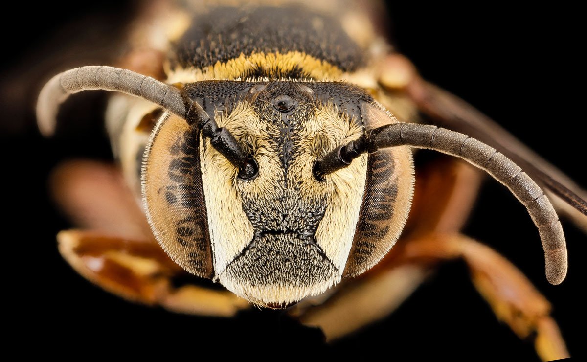 As fotos mais incríveis de insetos em close-up que você já viu