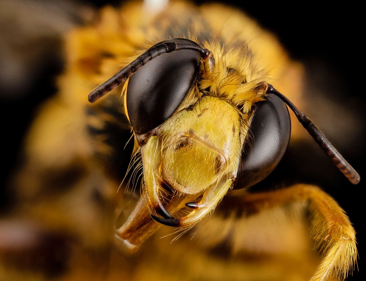 As fotos mais incríveis de insetos em close-up que você já viu