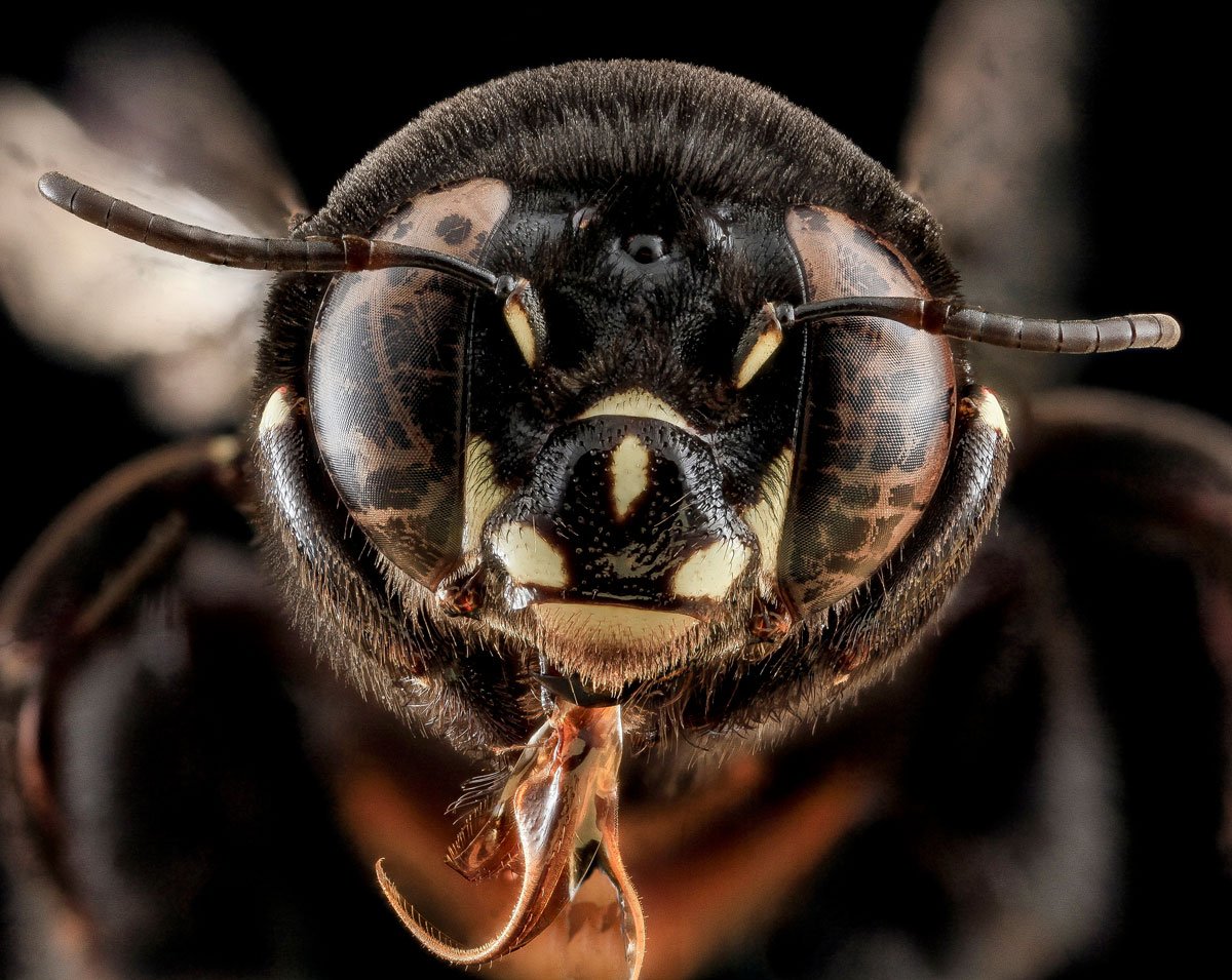 As fotos mais incríveis de insetos em close-up que você já viu