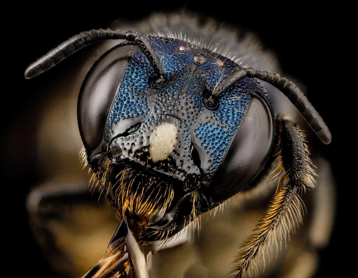 As fotos mais incríveis de insetos em close-up que você já viu