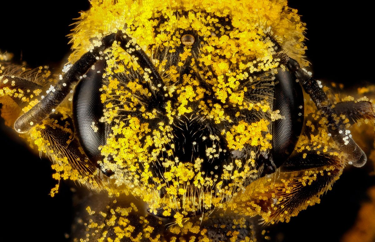 As fotos mais incríveis de insetos em close-up que você já viu