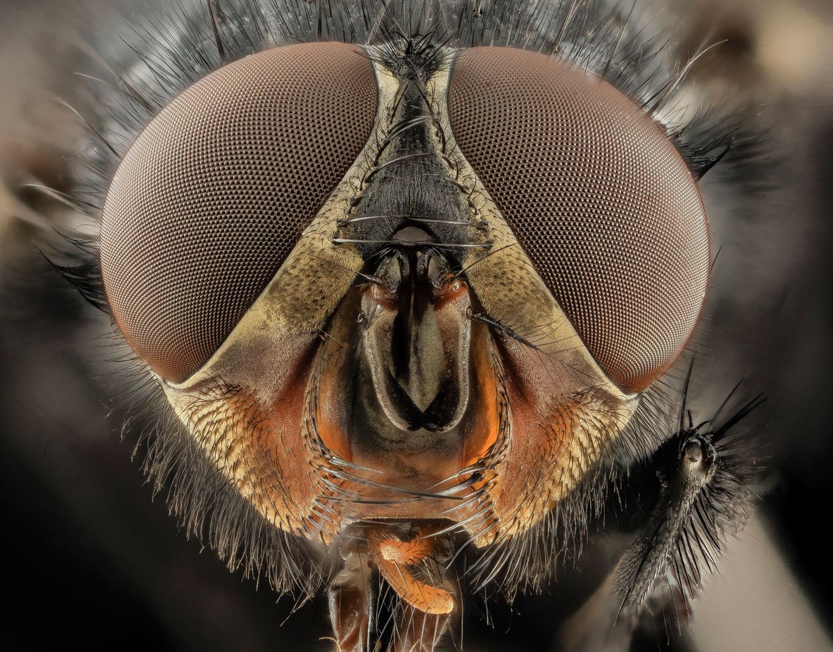 As fotos mais incríveis de insetos em close-up que você já viu