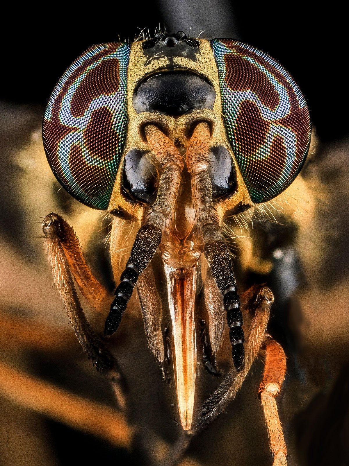 As fotos mais incríveis de insetos em close-up que você já viu