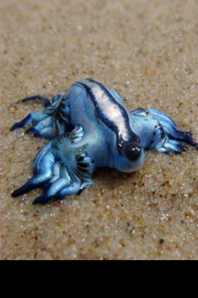 O dragão azul existe e é espetacular