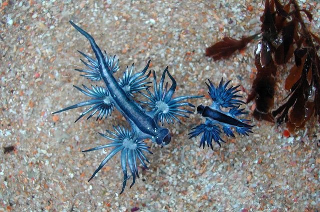 O dragão azul existe e é espetacular