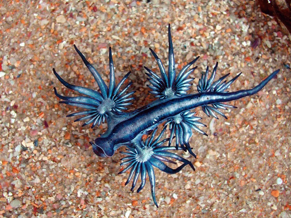 O dragão azul existe e é espetacular