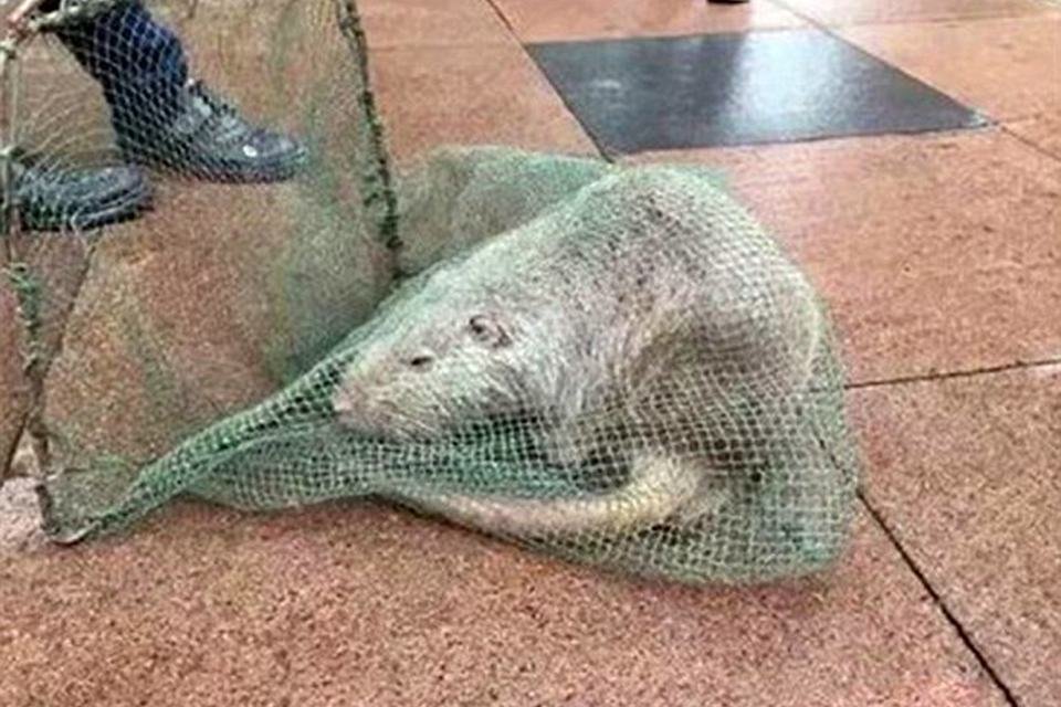 Rato gigante encontrado na China>>  Fórum Outer Space - O maior fórum de  games do Brasil