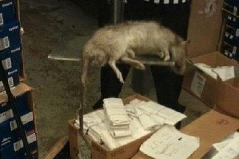 Alunos de Medicina capturam um enorme rato 'mutante' em faculdade na China  - Mega Curioso