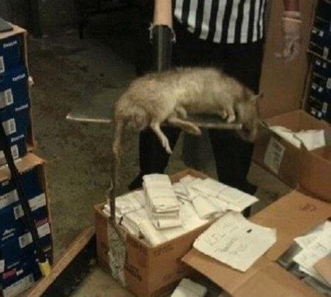 Rato encontrado em uma loja de sapatos, em Nova York