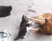 thumb-image-2024-02-29T14:01:22.405Z