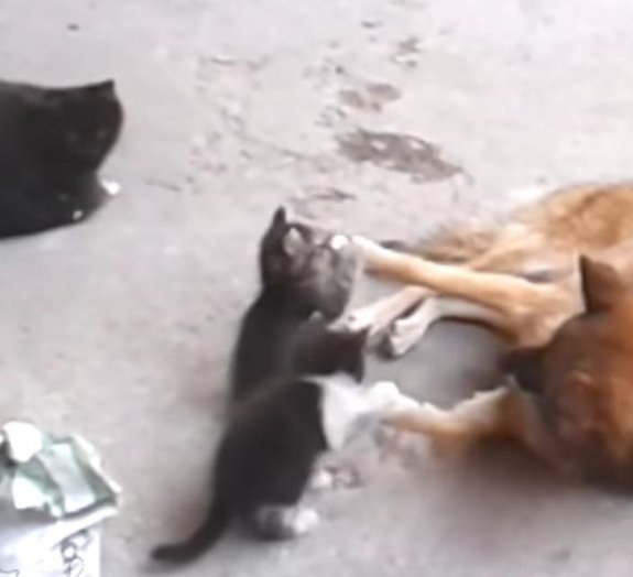 Fofura: gata apresenta filhotes para cachorro, seu melhor amigo da vida 