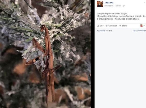 Louva-deus mumificado em árvore de Natal assusta casal inglês - Mega Curioso