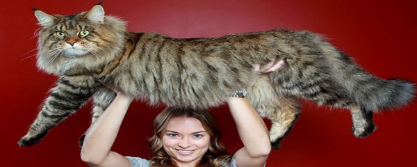 7 curiosidades sobre os adoráveis gatos gigantes da raça Maine Coon ...