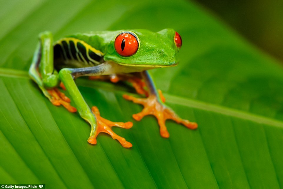 Rã de olhos vermelhos (Agalychnis callidryas) - Natural da América Central, sendo encontrada desde o sul do México até o norte da Colômbia