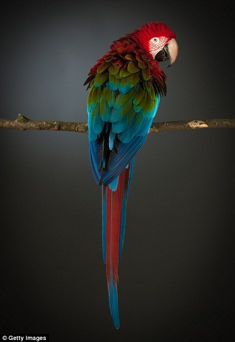Araracanga (Ara macao) - Encontrada desde o sul do México até o norte do estado brasileiro do Mato Grosso