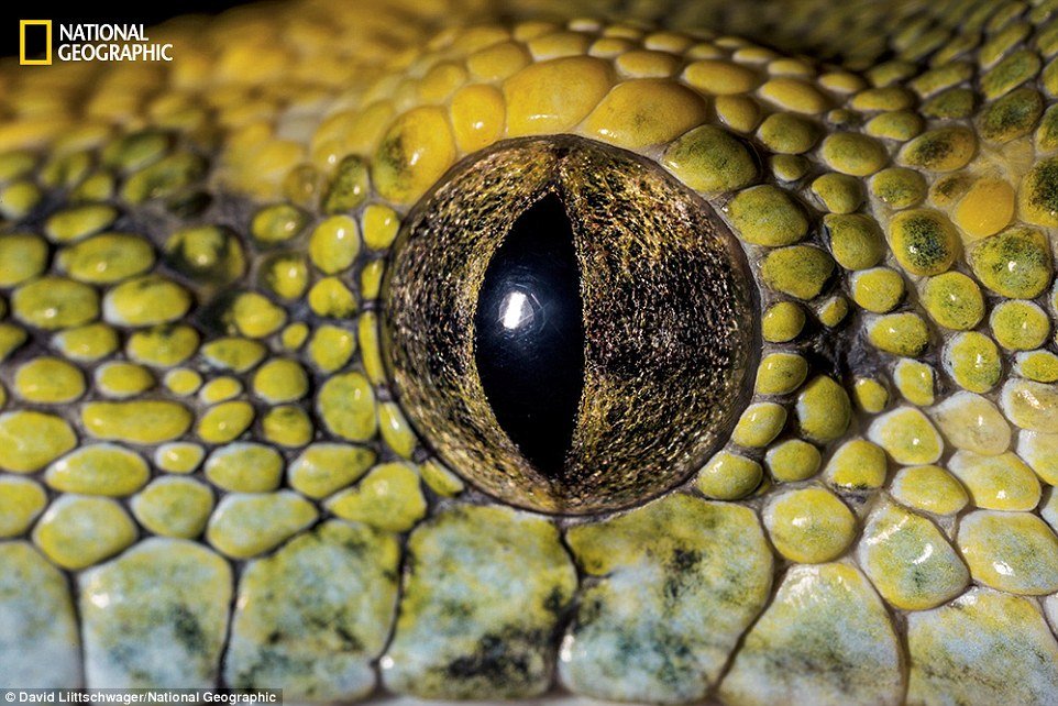 Veja Uma Galeria Com Fantásticos Closes Dos Olhos De Diversos Animais ...