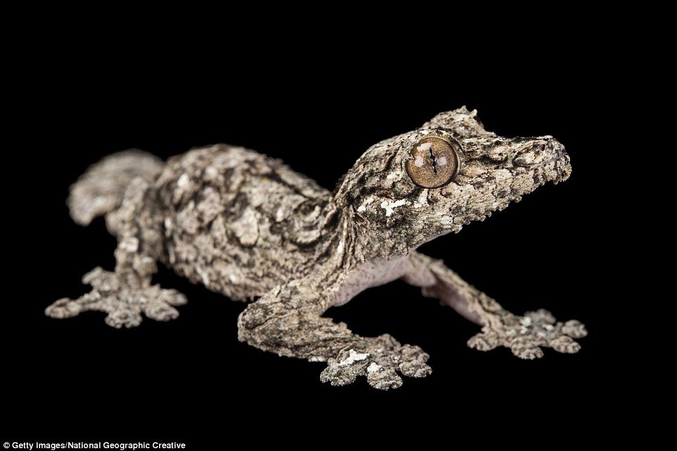 Lagartixa rabo-de-folha (Uroplatus sikorae) - Espécie endêmica de Madagascar