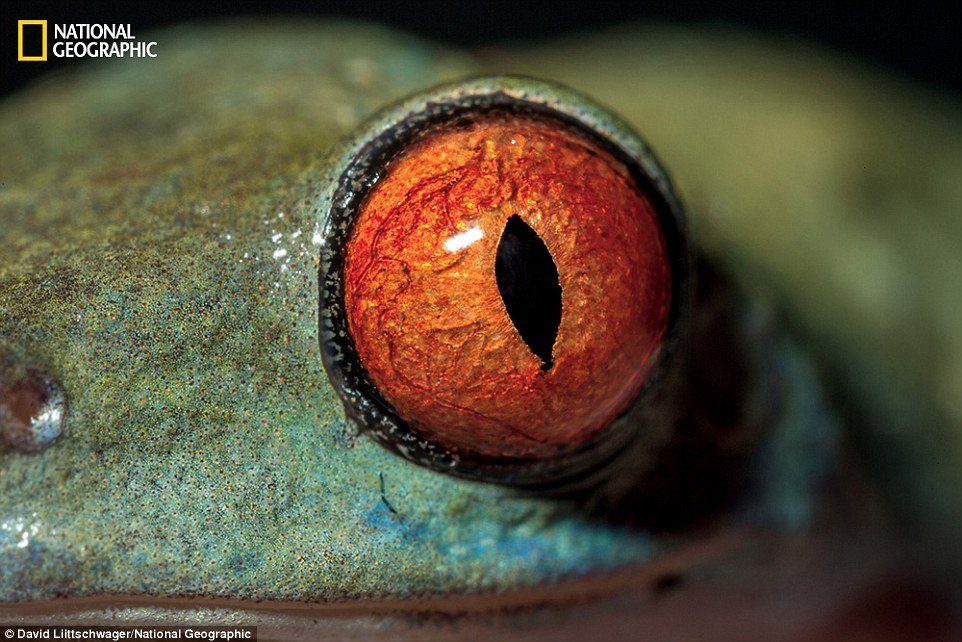 Rã de olhos vermelhos (Agalychnis callidryas) - Natural da América Central, sendo encontrada desde o sul do México até o norte da Colômbia