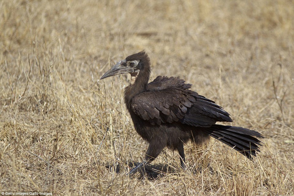 Calau-de-chão do Sul (Bucorvus leadbeateri) - Encontrado na África do Sul