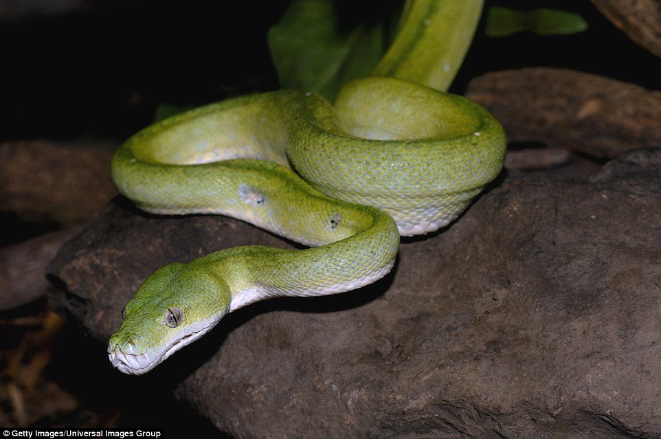 Píton verde arborícola (Morelia viridis) - Natural da Nova Guiné, várias ilhas da Indonésia e na Península do Cabo York na Austrália