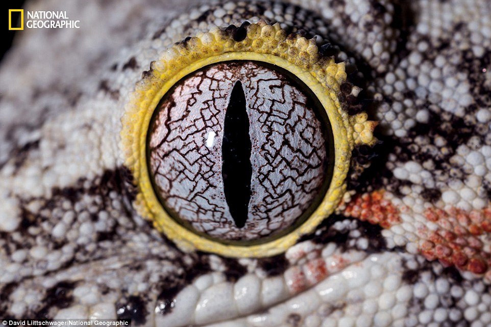 Lagartixa-gárgula (Rhacodactylus auriculatus) - Natural da ilha de Nova Caledônia, no Pacífico Sul