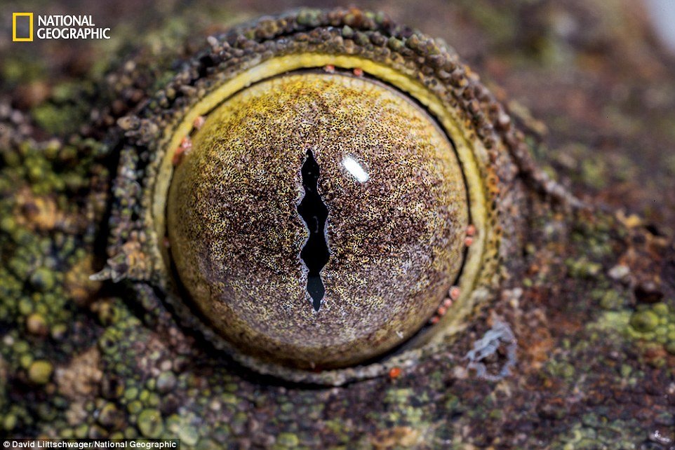 Lagartixa rabo-de-folha (Uroplatus sikorae) - Espécie endêmica de Madagascar