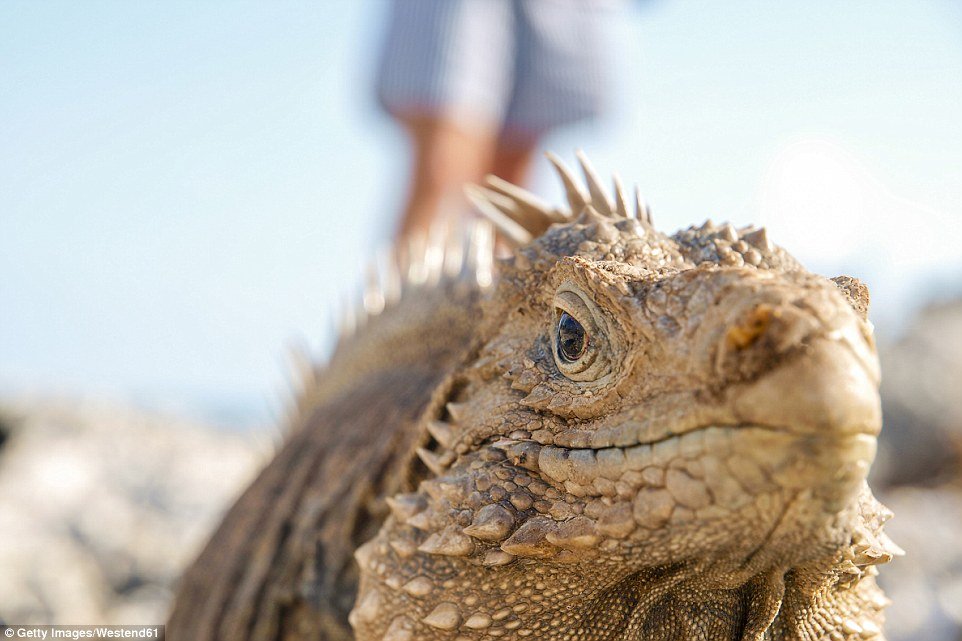 Iguana-cubana (Cyclura nubila) - Encontrada nas áreas rochosas da ilha de Cuba