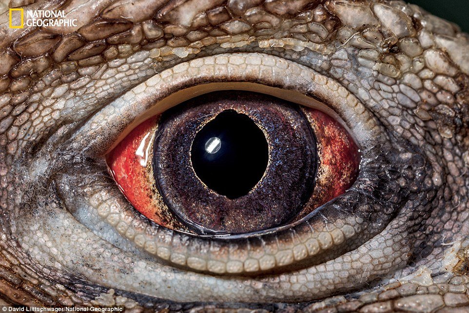 Iguana-cubana (Cyclura nubila) - Encontrada nas áreas rochosas da ilha de Cuba
