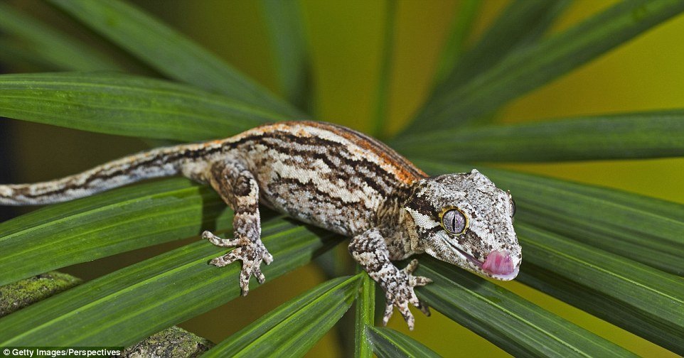 Lagartixa-gárgula (Rhacodactylus auriculatus) - Natural da ilha de Nova Caledônia, no Pacífico Sul
