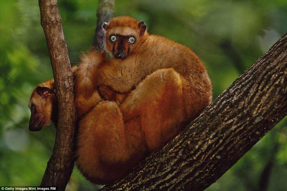 Lêmure-preto-de-olho-azul (Eulemur flavifrons) - Também de Madagascar, são os únicos primatas a ter olhos azuis, além dos seres humanos