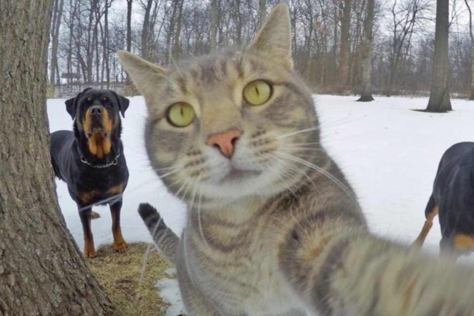 Os selfies deste gato são melhores do que os seus - Mega Curioso