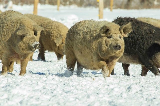 2 em 1: conheça o animal fofo que parece um híbrido de porco com ovelha