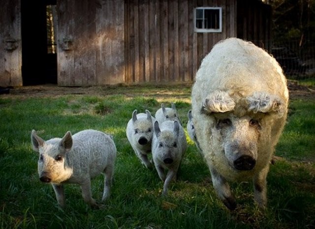 2 em 1: conheça o animal fofo que parece um híbrido de porco com ovelha