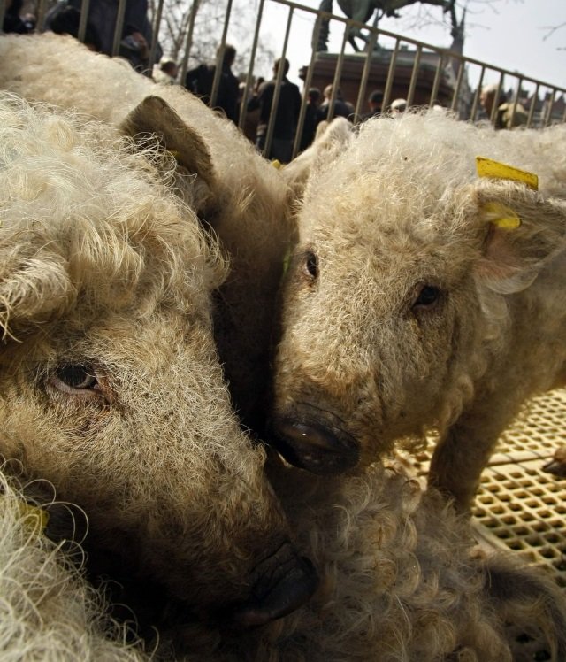 2 em 1: conheça o animal fofo que parece um híbrido de porco com ovelha