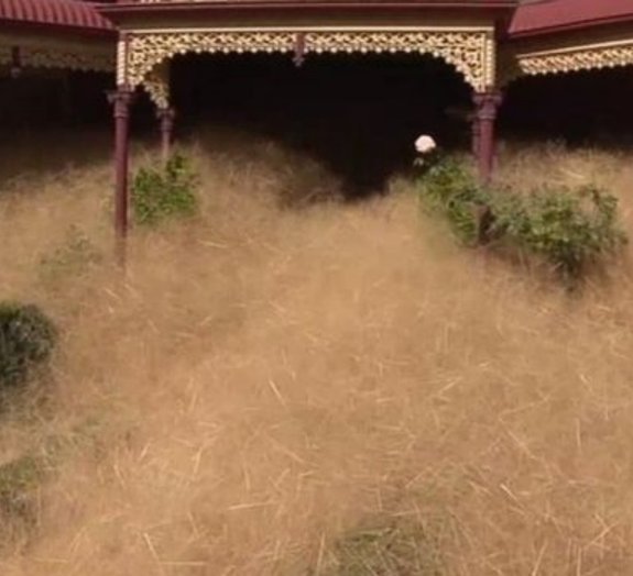 Pequena cidade na Austrália está sendo “soterrada” por ervas daninhas