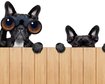 thumb-image-2024-02-29T14:01:32.199Z