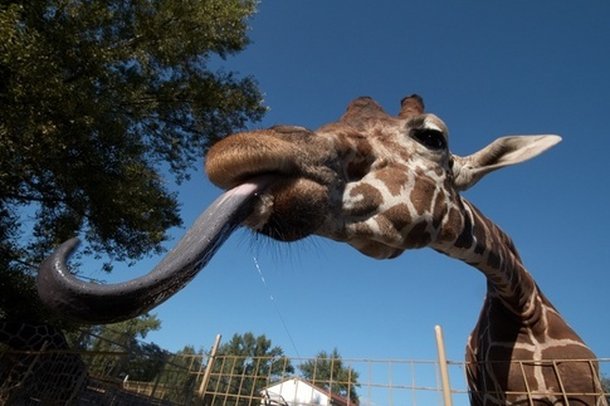 Nas alturas: 10 fatos curiosos a respeito das girafas - Mega Curioso