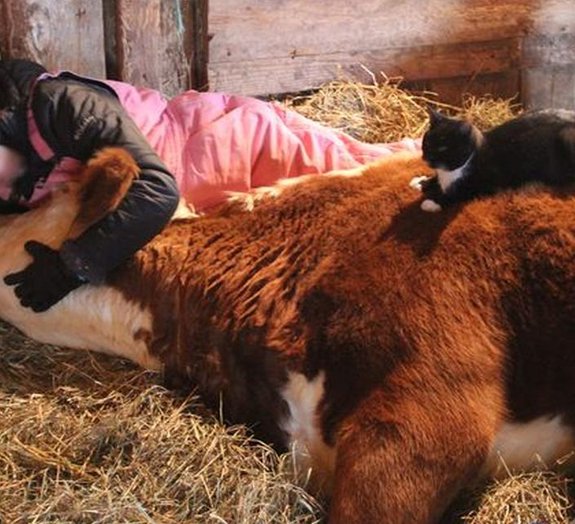 Amizade verdadeira: gatinho fiel fica ao lado de vaca em seu leito de morte